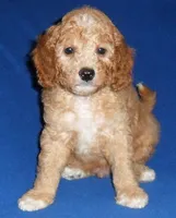Teddy, a male Cockapoo for sale in Butler, OH – 7 of 8