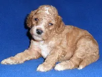 Teddy, a male Cockapoo for sale in Butler, OH – 8 of 8