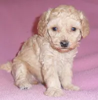 Daisy, a female Poodle - Miniature  for sale in Butler, OH – 3 of 6