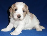 Benji, a male Shihpoo for sale in Butler, OH – 8 of 8