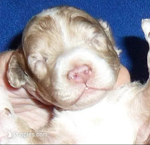 Patches – Yorkipoo puppy for sale in Butler, OH