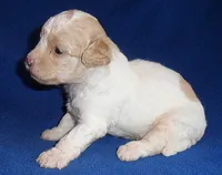 Milo, a male Shihpoo for sale in Butler, OH – 9 of 9