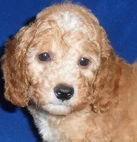 Teddy, a male Cockapoo for sale in Butler, OH – 6 of 8