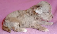 Winne, a female Shihpoo for sale in Butler, OH – 8 of 8