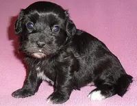 Cinders, a female Shihpoo for sale in Butler, OH – 4 of 8