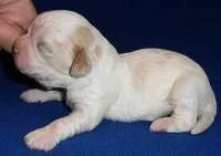 Benji, a male Shihpoo for sale in Butler, OH – Photo 2 of 5