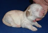 Benji, a male Shihpoo for sale in Butler, OH – Photo 1 of 5