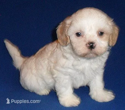 Benji – Shihpoo puppy for sale in Butler, OH
