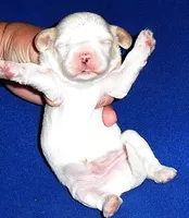 Benji, a male Shihpoo for sale in Butler, OH – Photo 5 of 5