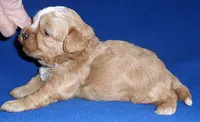 Teddy, a male Shihpoo for sale in Butler, OH – 3 of 4