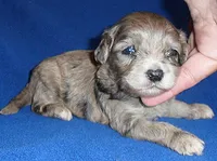 Muffin, a male Shihpoo for sale in Butler, OH – 5 of 8