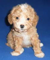 Peanut, a male Poodle - Miniature  for sale in Butler, OH – 6 of 9