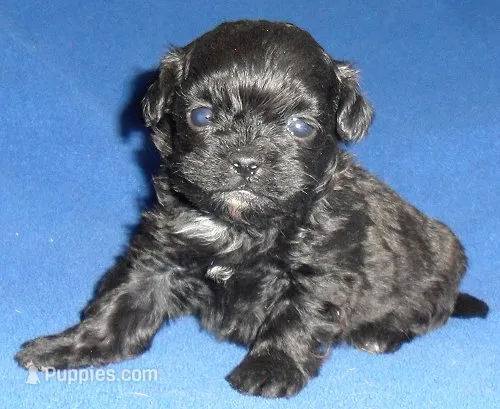 Toby – Shihpoo puppy for sale in Butler, OH