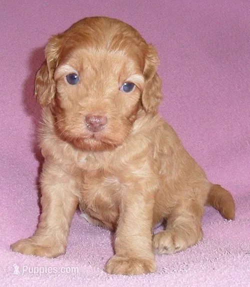 Millie – Cockapoo puppy for sale in Butler, OH