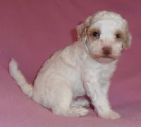 Lola, a female Poodle - Miniature  for sale in Butler, OH – 5 of 6