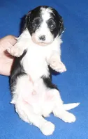Snoopy, a male Shihpoo for sale in Butler, OH – 7 of 7