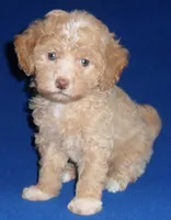 Baxter, a male Shihpoo for sale in Butler, OH – 4 of 6