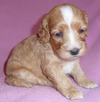 Molly, a female Cockapoo for sale in Butler, OH – 6 of 7