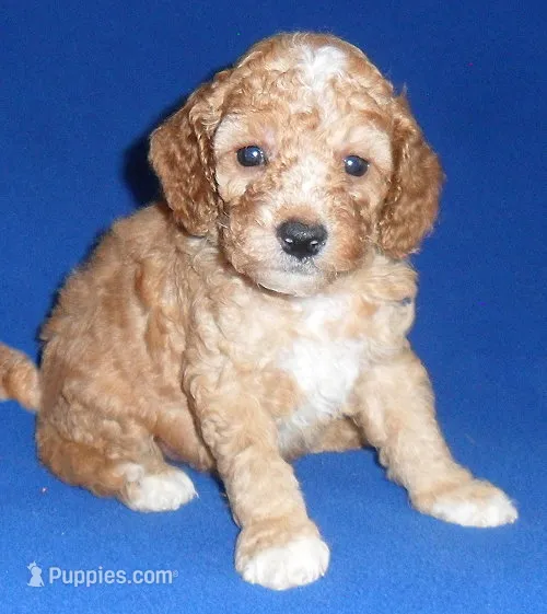 Teddy – Cockapoo puppy for sale in Butler, OH