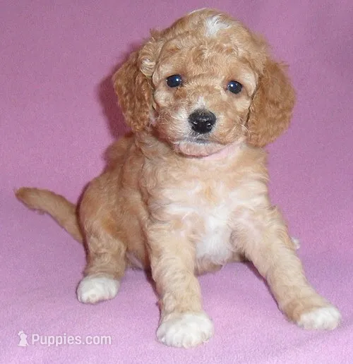Lucy – Cockapoo puppy for sale in Butler, OH