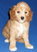 Teddy, a male Cockapoo for sale in Butler, OH – 4 of 8