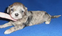 Muffin, a male Shihpoo for sale in Butler, OH – 7 of 8