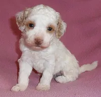 Lola, a female Poodle - Miniature  for sale in Butler, OH – 1 of 6