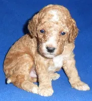 Teddy, a male Cockapoo for sale in Butler, OH – 2 of 8