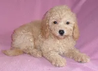 Lilly, a female Poodle - Miniature  for sale in Butler, OH – 5 of 6