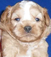 Teddy, a male Shihpoo for sale in Butler, OH – 2 of 4