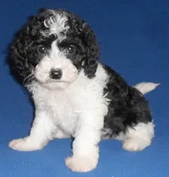 Snoopy, a male Shihpoo for sale in Butler, OH – 7 of 7
