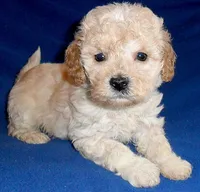 processed/674b0433-0dcd-4d03-af26-0ba9caa3d794/listing/5bfe68f7-3d46-4b85-a332-1c7be90128b5/13950858-1fc9-430d-954d-deccdd112e66