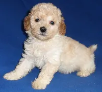 processed/674b0433-0dcd-4d03-af26-0ba9caa3d794/listing/5bfe68f7-3d46-4b85-a332-1c7be90128b5/72b441c1-2d6d-4a76-a84a-c7c188179b6b