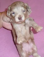 Winne, a female Shihpoo for sale in Butler, OH – 6 of 8