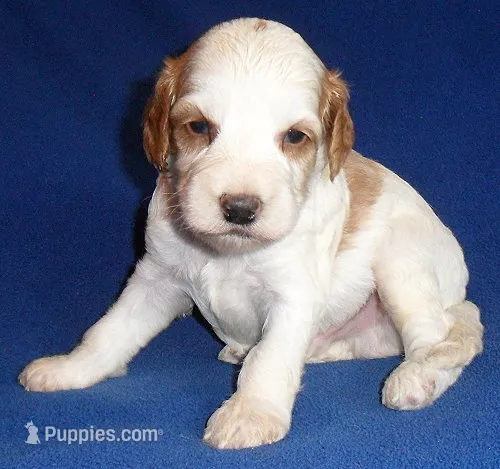 Ollie – Cockapoo puppy for sale in Butler, OH