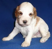 Ollie, a male Cockapoo for sale in Butler, OH – 1 of 6