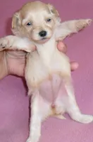 Gidget, a female Shihpoo for sale in Butler, OH – 4 of 6