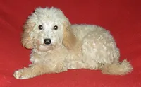 Millie, a female Poodle - Miniature  for sale in Butler, OH – 5 of 8