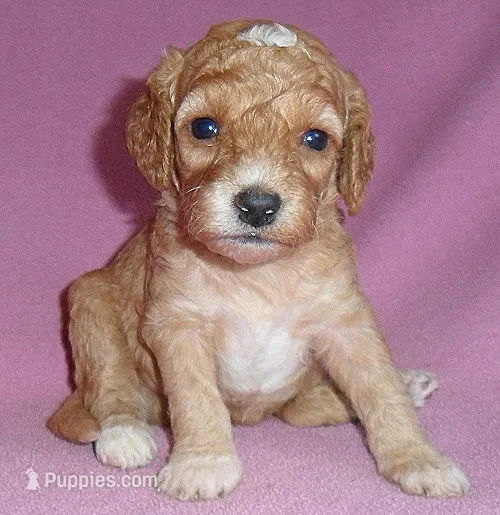 Lucy – Cockapoo puppy for sale in Butler, OH