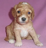 Lucy, a female Cockapoo for sale in Butler, OH – 1 of 5