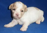 Milo, a male Shihpoo for sale in Butler, OH – 4 of 9