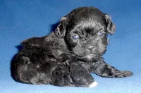 Toby, a male Shihpoo for sale in Butler, OH – 6 of 6