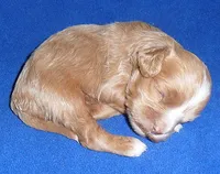 Charlie, a male Cockapoo for sale in Butler, OH – 3 of 7
