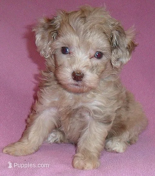 Winnie – Shihpoo puppy for sale in Butler, OH