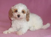 Lola, a female Poodle - Miniature  for sale in Butler, OH – 6 of 6