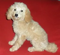 Millie, a female Poodle - Miniature  for sale in Butler, OH – 7 of 8
