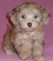 Winnie, a female Shihpoo for sale in Butler, OH – 2 of 6