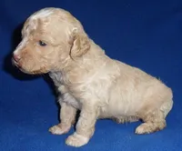 Baxter, a male Shihpoo for sale in Butler, OH – 7 of 8