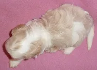 Pumpkin, a female Shihpoo for sale in Butler, OH – 10 of 10
