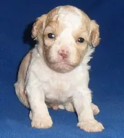 Milo, a male Shihpoo for sale in Butler, OH – 2 of 9